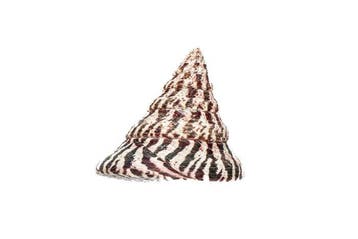 Doopvontschelp Koraal - Rochia nilotica XXL (Tectus) |, Nieuw