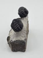 Trilobiet - Gefossiliseerd dier - Phacops - 7 cm