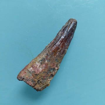 Spinosaurus - Fossiele tand - 74 mm - 25 mm (Zonder, Verzamelen