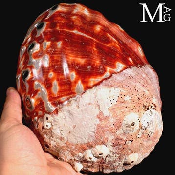 Prachtige rood-oranje parelmoer Haliotis rufescens –, Verzamelen, Mineralen en Fossielen