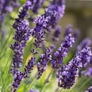 Aromatherapie gelpotten - Aromas Naturales verkrijgbaar in, Verzenden, Nieuw