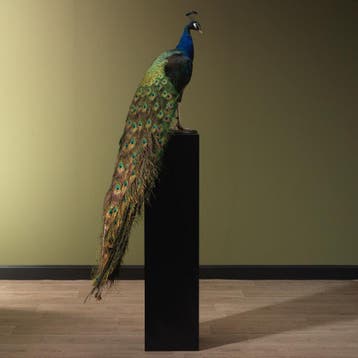 Blauwe Pauw Taxidermie Opgezette Dieren By Max, Ophalen of Verzenden, Nieuw, Vogel, Opgezet dier