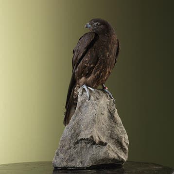 Hybride Valk Taxidermie Opgezette Dieren By Max, Verzamelen, Ophalen of Verzenden, Nieuw, Vogel, Opgezet dier