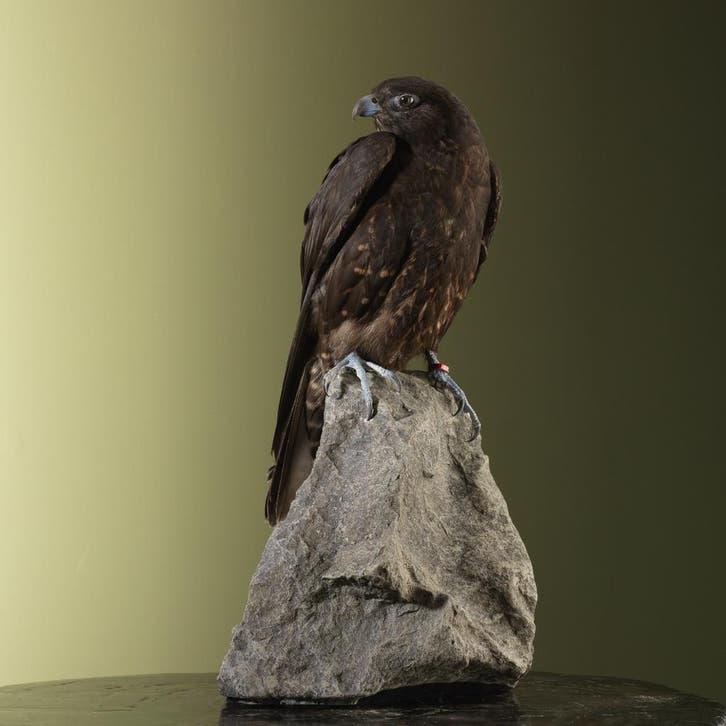Hybride Valk Taxidermie Opgezette Dieren By Max, Verzamelen, Dierenverzamelingen, Opgezet dier, Nieuw, Vogel, Ophalen of Verzenden