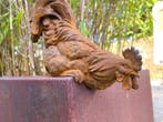 sculptuur, Cast iron Rooster - 19 cm - Gietijzer
