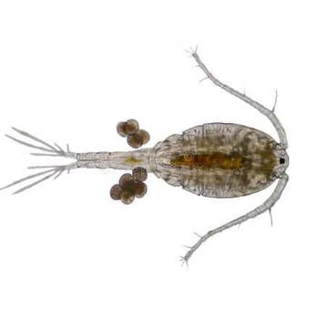Petra Aqua Levende Marine Copepods (5 x zakje 90ml.), Dieren en Toebehoren, Vissen | Aquaria en Toebehoren, Ophalen of Verzenden