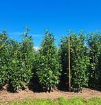 Prunus laurocerasus Genolia de smalle, sterke laurierhaag, Verzenden, Laurier, Haag, 100 tot 250 cm