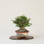 Bonsai van Lonicera Shoin in een handgeschreven pot - Hoogte