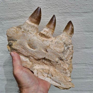 Big Fossil mosasaur jaw - Gefossiliseerde kaak - Mosasaurus, Verzamelen, Mineralen en Fossielen