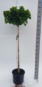 Ginkgo biloba Mariken bolvorm 14/16 225cm stam
