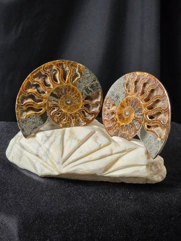 Ammoniet - Gefossiliseerd dier - Aioloceras (Cleoniceras)