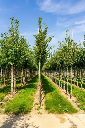 Carpinus betulus Frans Fontaine hoogstam 10/12