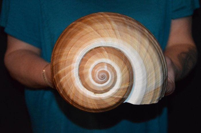 Zeeslak Zeeschelp - S-206 TONNA AMPULLACEA (Zonder, Antiek en Kunst, Curiosa en Brocante