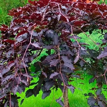 Hazelaar Red Majestic container (C4) Roze, Paars, Verzenden