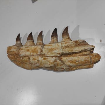 Mosasaurus - Gefossiliseerde kaak - reptil marino - 27.5 cm, Verzamelen