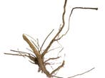 Driftwood Selected DW26 - 45x30x25cm (Small drift wood), Dieren en Toebehoren, Vissen | Aquaria en Toebehoren, Ophalen of Verzenden