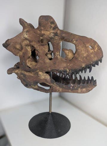 Fossiele schedel - Carnotaurus - Museum Grade Replica - 35