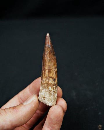 Spinosaurus - Fossiele tand - Spinosaurus aegyptiacus
