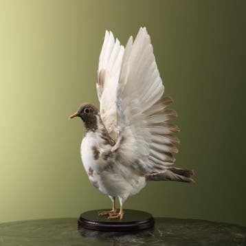 Duif Taxidermie Opgezette Dieren By Max, Ophalen of Verzenden, Nieuw, Vogel, Opgezet dier