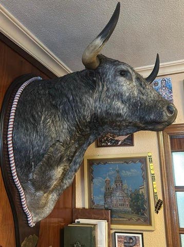 Spaanse stier Taxidermie volledige montage - Bis taurus -