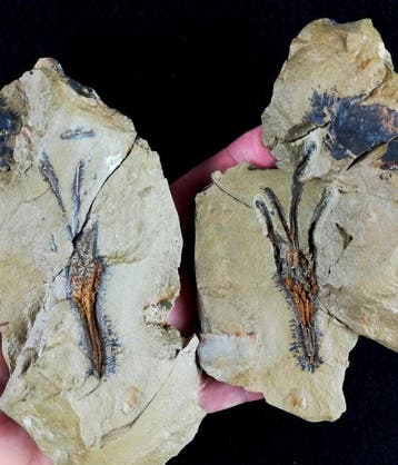 Primitieve enigmatische crinoïde!!! – extreem zeldzaam -, Verzamelen