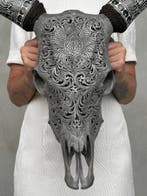 Geen reserveprijs - Authentieke grijze koe schedel met