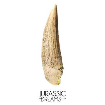 Uitstekende, mooi bewaarde Suchomimus tenerensis