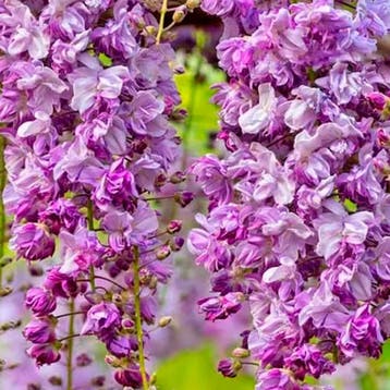Japanse Blauweregen Violacea Plena container (C3) Wisteria, Tuin en Terras, Verzenden, Overige soorten, Struik