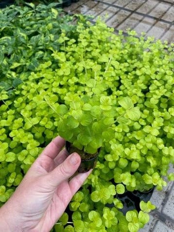 Lysimachia Aurea (Aquariumplanten, Aquarium producten), Dieren en Toebehoren, Vissen | Aquaria en Toebehoren, Verzenden, Nieuw
