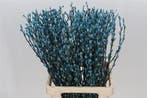 Katjeswilg gekleurde wilgenkatjes salix lichtblauw bundel 10, Ophalen of Verzenden, Nieuw