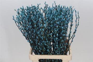Katjeswilg gekleurde wilgenkatjes salix lichtblauw bundel 10, Ophalen of Verzenden, Nieuw