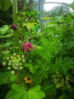 Plukbloemen mengsel Meerjarig Butterfly & Bumble Bee 35, Ophalen of Verzenden, Nieuw