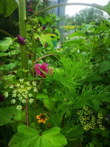 Plukbloemen mengsel Meerjarig Butterfly & Bumble Bee 35, Ophalen of Verzenden, Nieuw