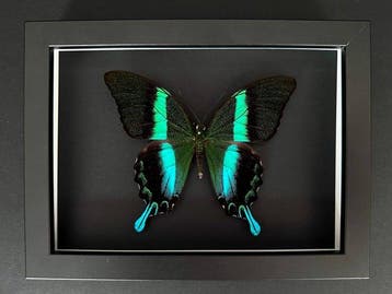 Vlinder Taxidermie volledige montage - Papilio Blumei - 15