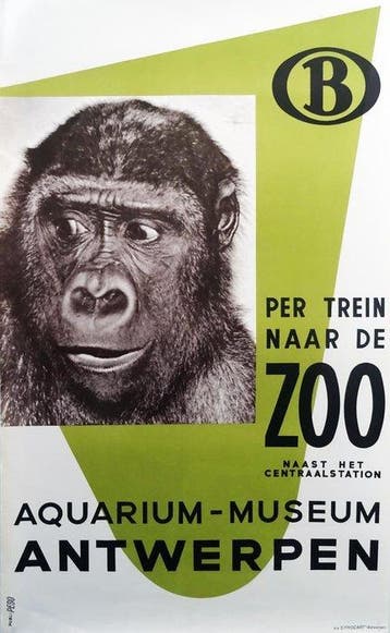 Studio Peso - Ontmoet gorilla Gust in de ZOO van Antwerpen -