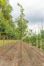 Quercus imbricaria hoogstam 16/18, Tuin en Terras
