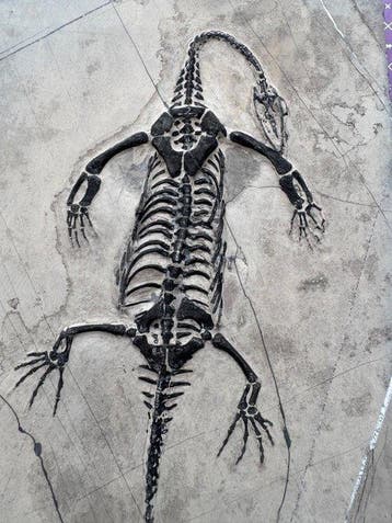 Fossiel reptiel: Keichousaurus -Trias - Gefossiliseerd dier, Verzamelen, Mineralen en Fossielen