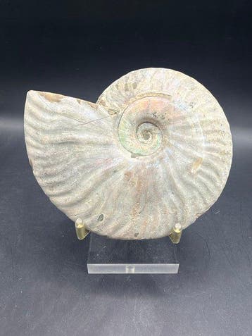 Ammoniet - Gefossiliseerd dier - Cleoniceras - 11 cm (Zonder