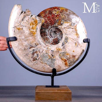 Gefossiliseerd Cleoniceras-ammoniet met prachtige iriserende