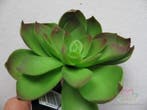 Echeveria Groen Latex Succulent, Ophalen of Verzenden, Nieuw