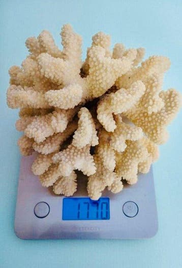 Corail blanc Koraal - Corail Acropora