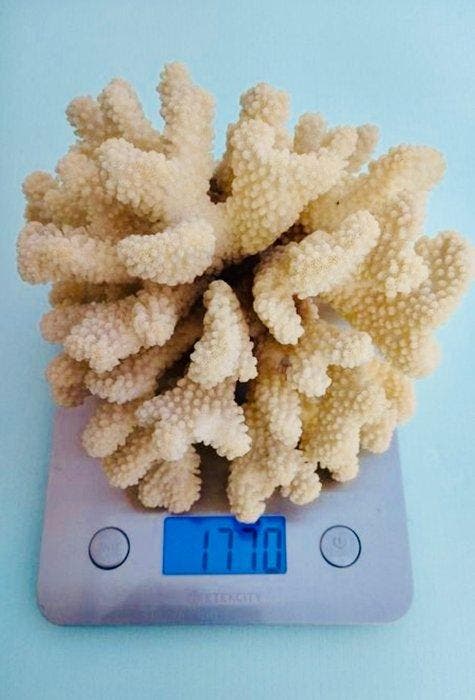 Corail blanc Koraal - Corail Acropora, Antiek en Kunst, Curiosa en Brocante