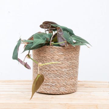 Green Bubble - Philodendron Scandens Micans - 20cm - Ø12 cm, Ophalen of Verzenden
