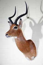 Impala Taxidermie wandmontage - Aepyceros melampus - 35 cm -, Nieuw