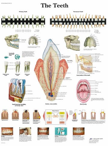 Anatomie poster gebit en tanden (gelamineerd, 50x67 cm), Nieuw