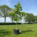 Aesculus hippocastanum (Paardenkastanje wit), Tuin en Terras, Planten | Tuinplanten