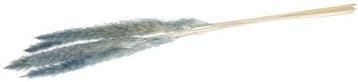 Pampas Grass Jaxx Mint Groen 65-75 cm 6 stuks, Huis en Inrichting, Woonaccessoires | Kunstplanten en Kunstbloemen, Ophalen of Verzenden