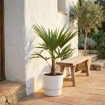Green Bubble - Trachycarpus Fortunei - 85cm - Ø20 cm, Tuin en Terras, Ophalen of Verzenden