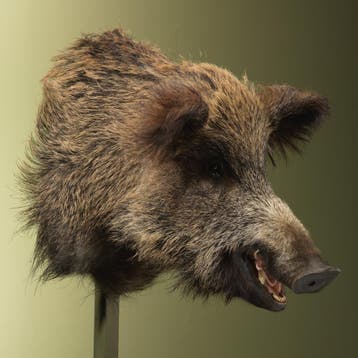 Wild Zwijn Groot Taxidermie Opgezette Dieren By Max, Verzamelen, Dierenverzamelingen, Ophalen of Verzenden, Nieuw, Wild dier, Opgezet dier