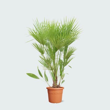 Green Bubble - Chamaerops humilis - 170cm - Ø24 cm, Ophalen of Verzenden